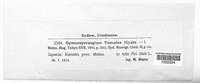 Gymnosporangium yamadae image